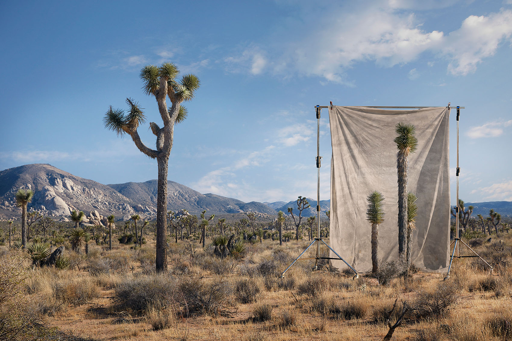 JOSHUATREEF4
